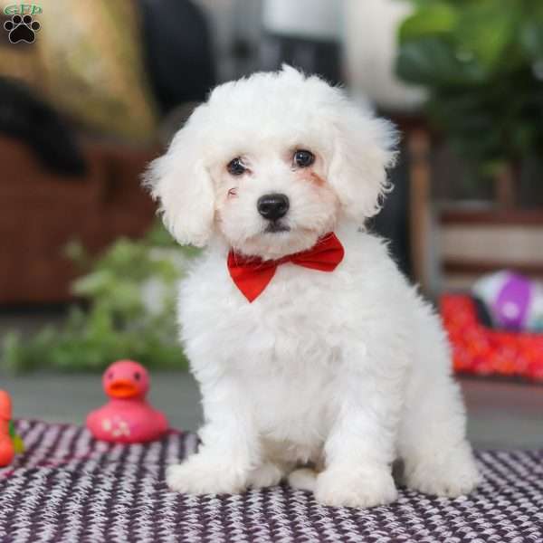 Ranger, Bichon Frise Puppy